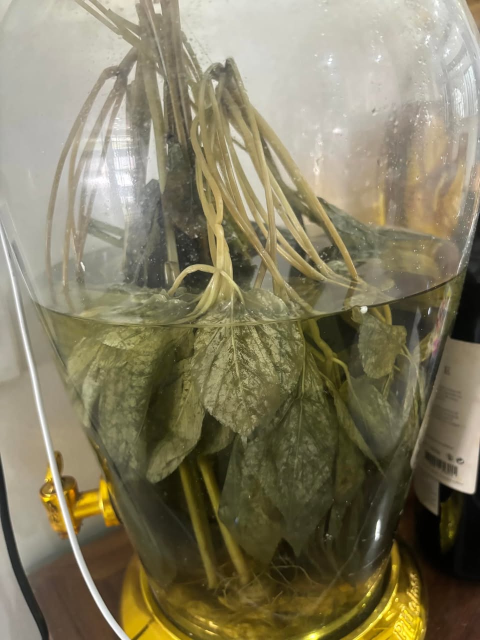 在旅途中遇到的植物們